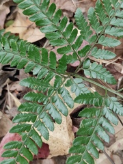 Arachniodes aristata