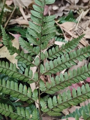 Arachniodes aristata