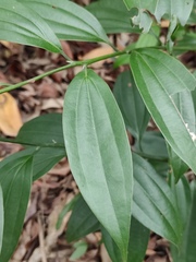 Cinnamomum austrosinense