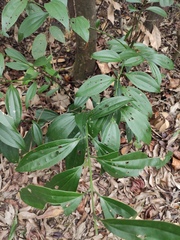 Cinnamomum austrosinense