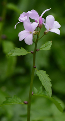 Cardamine bulbifera