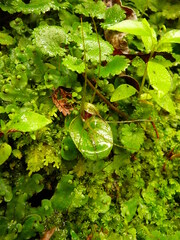Corybas hatchii