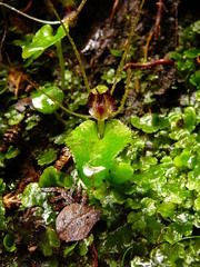 Corybas hatchii