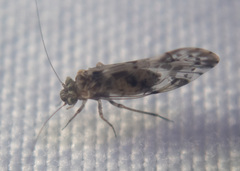 Trichadenotecnum majus