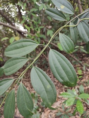 Cinnamomum austrosinense