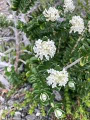Pimelea nivea
