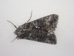 Syngrapha octoscripta