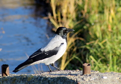 Corvus cornix