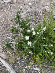 Pimelea nivea