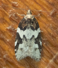Acleris gloveranus