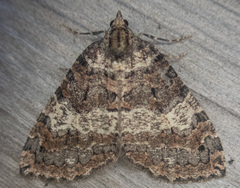Hydriomena furcata