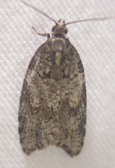 Acleris gloveranus
