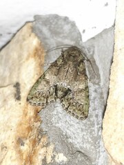 Polyphaenis sericata