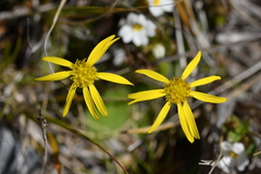 Brachyglottis bellidioides
