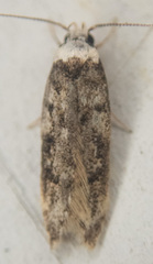 Endrosis sarcitrella