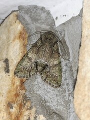 Polyphaenis sericata
