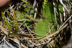 Brachyglottis bellidioides