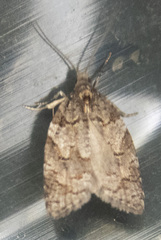 Acleris gloveranus