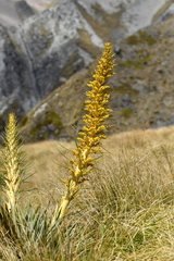 Aciphylla scott-thomsonii