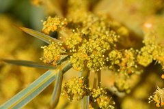 Aciphylla scott-thomsonii
