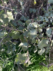 Prunus ilicifolia ilicifolia