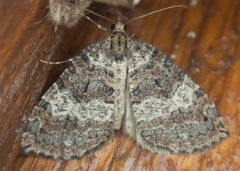 Hydriomena furcata