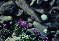 Oxytropis podocarpa