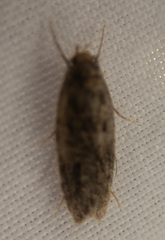 Hofmannophila pseudospretella