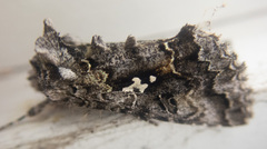 Syngrapha octoscripta