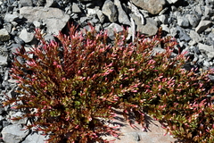 Epilobium porphyrium