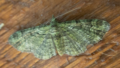 Pasiphila rectangulata