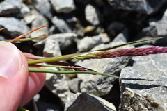 Agrostis muelleriana