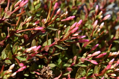 Epilobium porphyrium