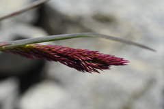 Agrostis muelleriana