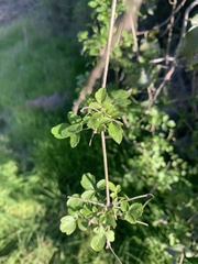 Clematis pauciflora