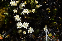 Kelleria dieffenbachii