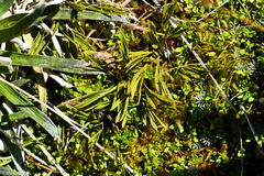 Aciphylla monroi