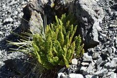 Polystichum cystostegium
