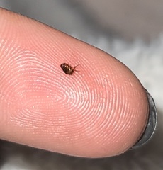 Siphonaptera
