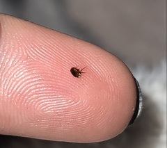 Siphonaptera