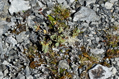 Veronica pinguifolia