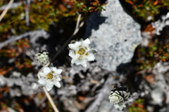 Leucogenes grandiceps