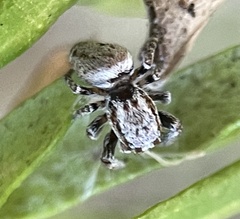 Paraphilaeus daemeli