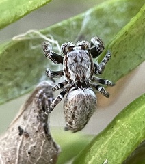 Paraphilaeus daemeli