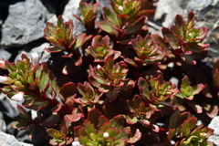 Epilobium pycnostachyum