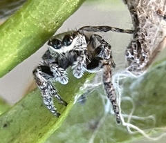 Paraphilaeus daemeli