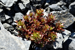 Epilobium pycnostachyum