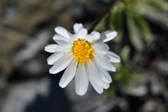 Celmisia angustifolia