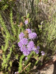 Selago villicaulis