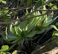 Dudleya brittonii
